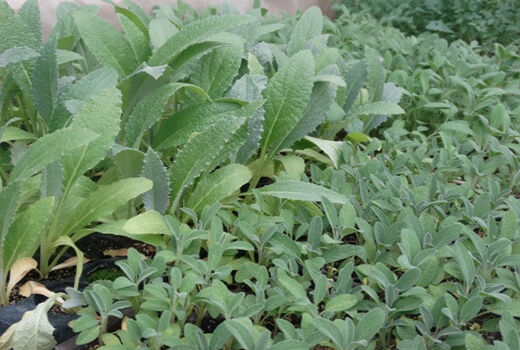 آغاز ثبت نام متقاضیان استفاده از تسهیلات 4 درصدی برای کشت گیاهان دارویی در آذربایجان غربی