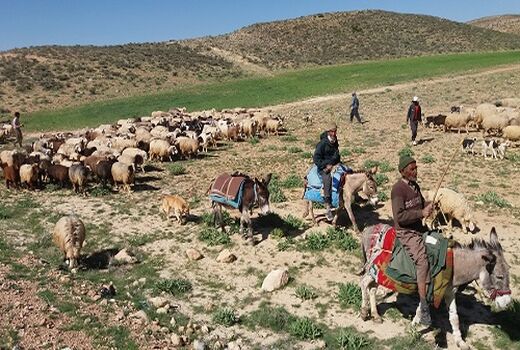  کوچ بهاره عشایر استان فارس آغاز شد 