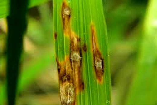 مبارزه با عوامل خسارت‌ زا در 363 هزار هکتار شالیزار مازندران