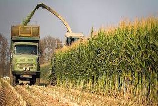پیش بینی برداشت بیش از یک میلیون تن ذرت بهاره در دزفول