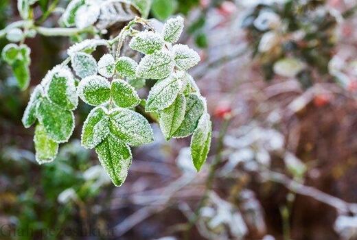 کشت گیاهان با دوره رشد کوتاه برای جبران خسارات باغداران
