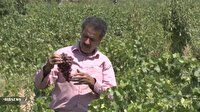 روستای حسن آباد بیدکان، قطب تولید انگور مبارکه
