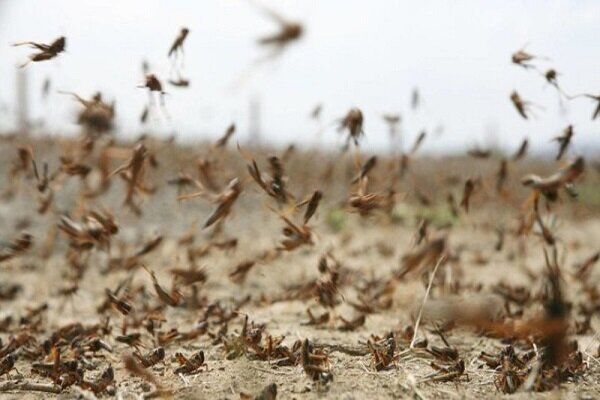 مبارزه با آفت ملخ‌های صحرایی در سطح 1380 هکتار از مزارع خوزستان