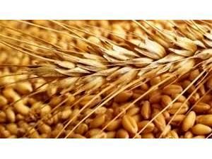 خرید تضمینی 340 تن گندم از کشاورزان بابل/ خوشه‌دهی 19 هزار هکتار از مزارع برنج