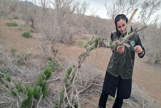 صدای جنگلبانان ایران؛ روایت هایی از دل طبیعت و چالش‌های بی پایان