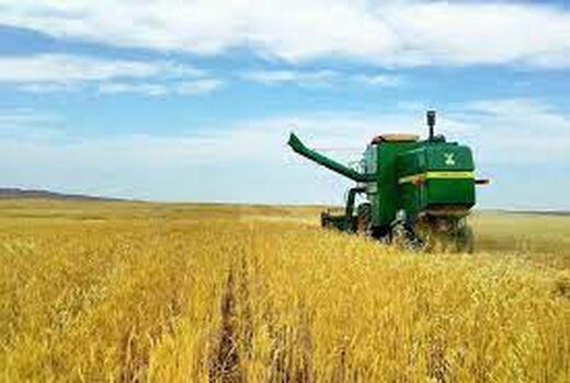 خرید بیش از 34 هزار تن گندم در شادگان