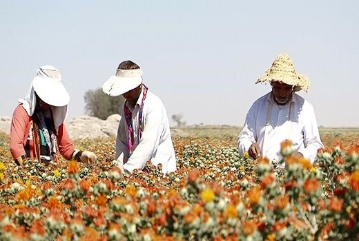 گلرنگ، گیاهی سازگار با کم آبی