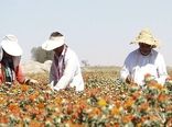 گلرنگ، گیاهی سازگار با کم آبی
