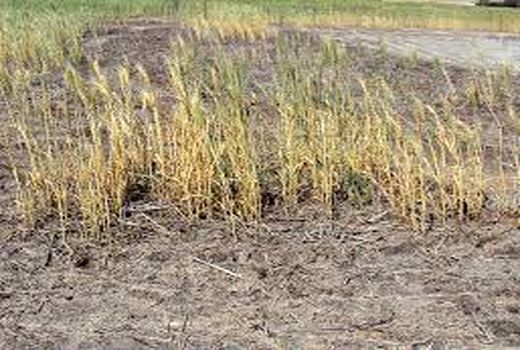 طرح مدیریت تغذیه در شرایط شوری مزارع خرمشهر