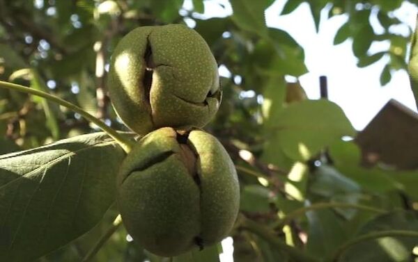 برداشت گردو از باغات اصفهان آغاز شد 