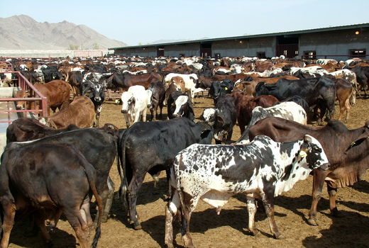 بیش از 42 هزار راس دام کشتاری از خارج از کشور وارد سیستان وبلوچستان شد