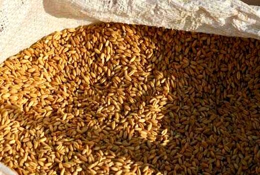 چهار هزار و 500 تن جو از کشاورزان استان قزوین خریداری شد