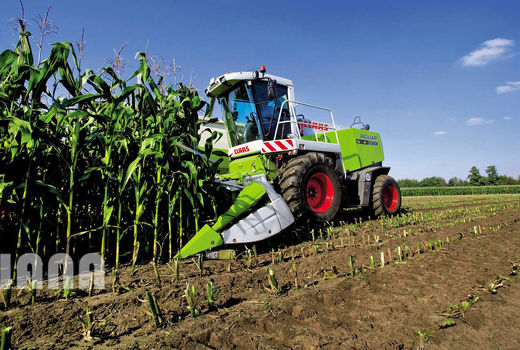 تولید 806 هزار تن ذرت در استان قزوین