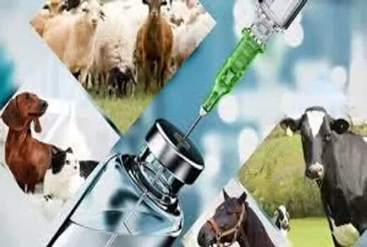 صادرات ۱۱ تنی فرآورده‌های دارویی دامپزشکی قزوین