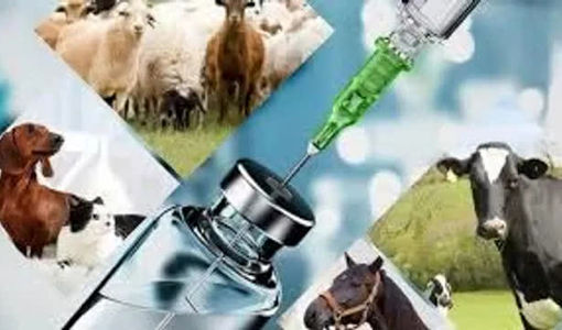 صادرات ۱۱ تنی فرآورده‌های دارویی دامپزشکی قزوین