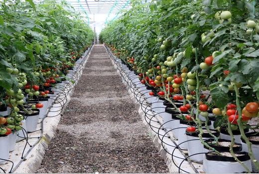 ارتقای ۶ پله‌ای خراسان شمالی در کشت‌های گلخانه‌ای