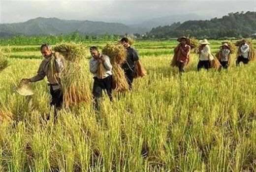 ۶۰ هزار و ۵۰۰ نفر در خراسان شمالی عضو صندوق بیمه کشاورزی شدند