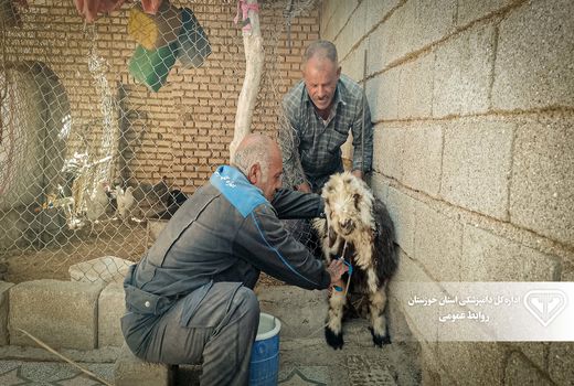 ایمنی 100 هزار راس دام سبک در برابر بیماری آبله در گتوند