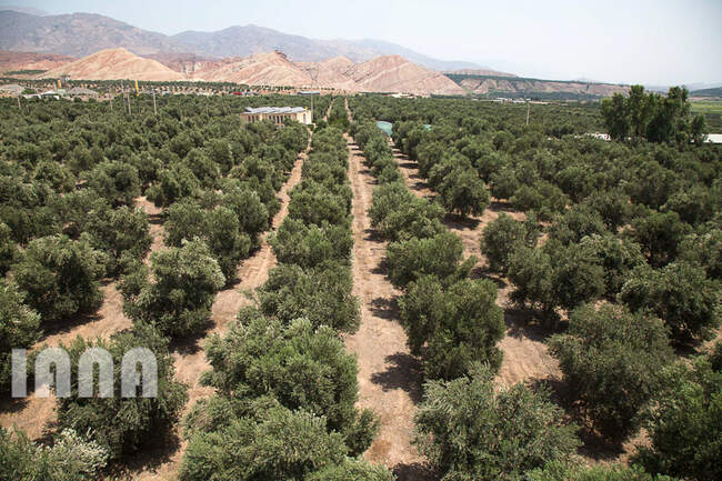 کشاورزی استان زنجان
