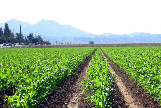 ۲۷ هزار هکتار از مزارع کشاورزی استان قزوین به زیر کشت بهاره ذرت می‌رود ‌