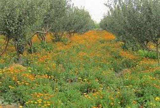 برداشت ۴ تن محصول شیره باریجه و کتیرا 