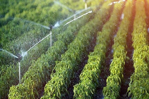 جلسه شورای تحقیقات کشاورزی آذربایجان غربی برگزار شد