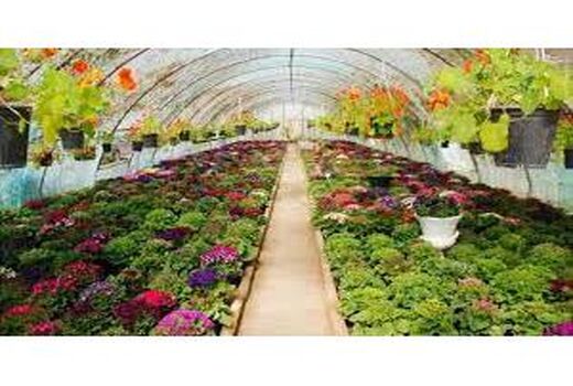 480 گلخانه‌دار در بابل فعالیت دارند
