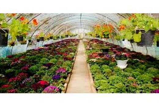 480 گلخانه‌دار در بابل فعالیت دارند