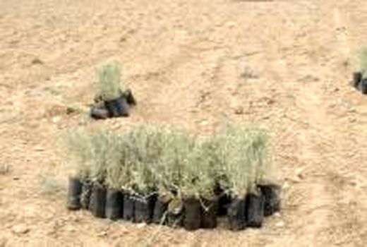 نهال کاری ۲۲۷ هزار هکتار اراضی ملی استان بوشهر 