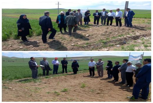 کشت ۴۰۰ هزار هکتار گندم دیم در آذربایجان شرقی 