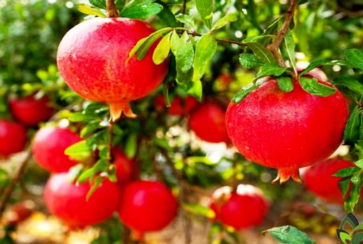 پیش بینی تولید بیش از 72 هزارتن انار در کازرون