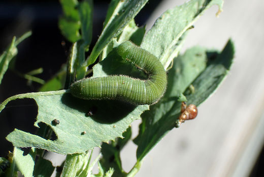 بازدید از طرح تحقیقی-ترویجی کنترل شیمیایی علف هرز  در شهرستان برخوار 