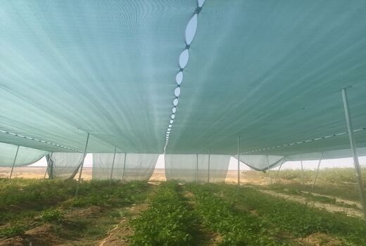اجرای طرح سایبان برای اولین بار در استان یزد