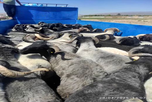 صدور مجوز خروج دام زنده از شهرستان فسا به ۱۱ استان کشور