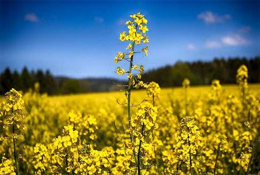 چرا کلزا بکاریم ؟