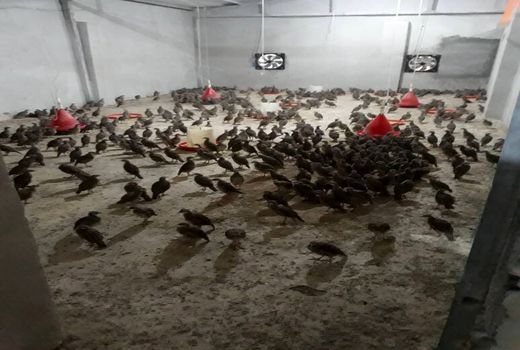 حجتی دستور صادرات کبک از سیستان و بلوچستان را صادر کرد