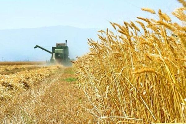 جزئیات هزینه‌ تولید هرکیلوگرم گندم در سال زراعی 99-98