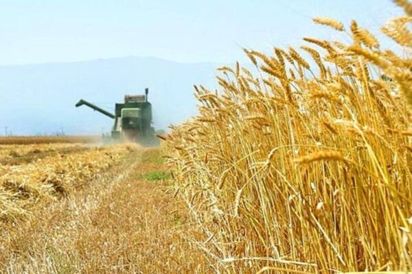 رتبه برتر مازندران در کیفیت گندم کشور/ تامین 110 تن بذر کلزا