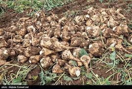برداشت 240 هزار تن چغندرقند در خوزستان