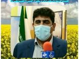 ایلام رتبه سوم در تولید کلزای کشور 