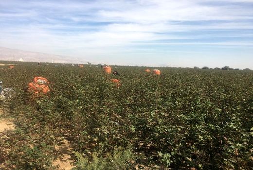  برداشت پنبه از مزارع خنج آغاز شد 