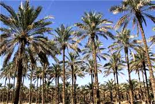 مبارزه با آفت زنجره نخیلات در شهرستان دشتستان