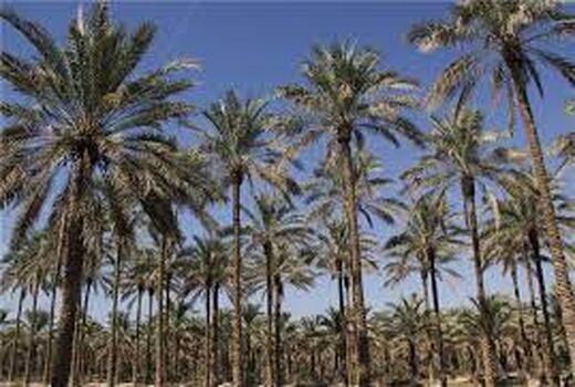 مبارزه با آفت زنجره نخیلات در شهرستان دشتستان