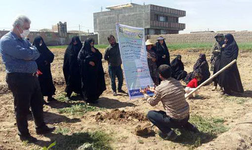 برگزاری کارگاه آموزشی مدیریت مزرعه گوجه فرنگی 