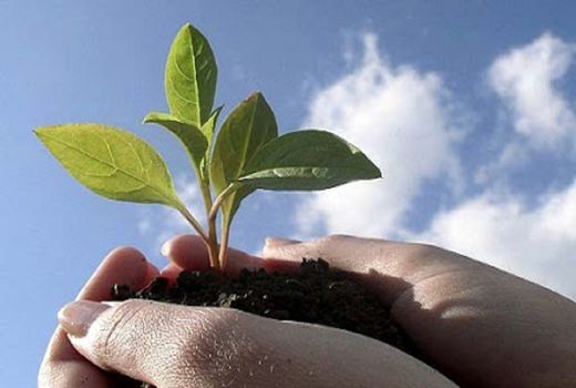 انحلال سازمان منابع طبیعی چراغ سبز  دست‌اندازی به ثروت‌های ملی است