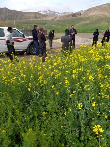 برگزاری کارگاه آموزشی آشنایی با کشت و مدیریت صحیح مزرعه کلزا در شهرستان بروجن 
