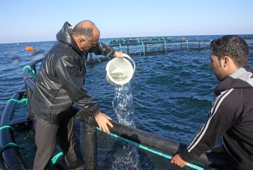 شهرستان سراب با تولید سالانه 1397 تن انواع آبزیان ازقطبهای آبزی پروری در آذربایجان شرقی