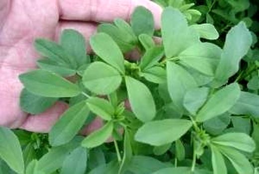 برداشت بذر یونجه از مزارع آرادان آغاز شد