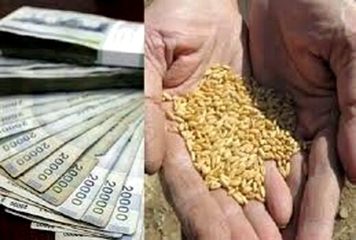 حق بیمه گندم‌کاران اعلام شد؛ از ۵۵۸ تا ۹۴۳ هزار تومان برای هر هکتار
