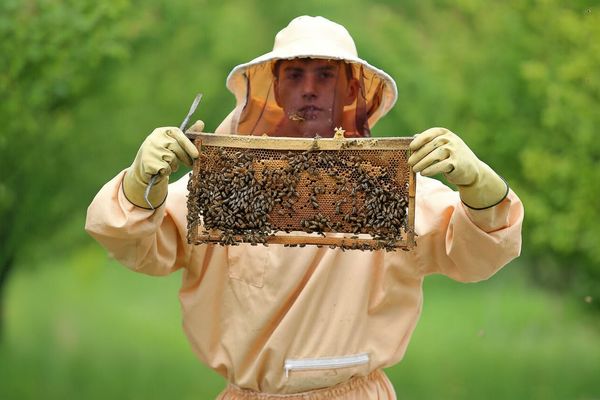 عسل ایرانی روی ریل صادرات؛ از عراق تا تاجیکستان